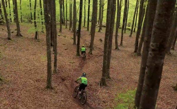 Tres ciclistas descendiendo por un bosque